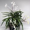 neofinetia falcata Hokage 화영 火影